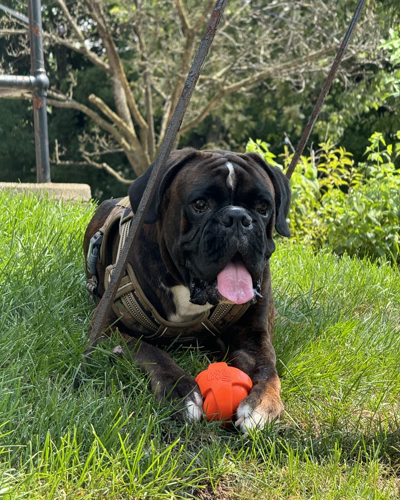 Max, a brindle boxer, lying in the grass with an orange ball